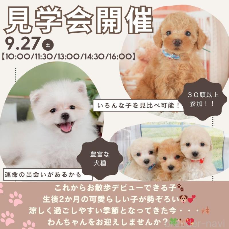 販売中の静岡県のポメラニアン-415558の4枚目